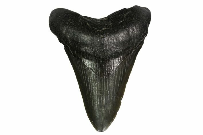 Juvenile Megalodon Tooth - South Carolina #164950